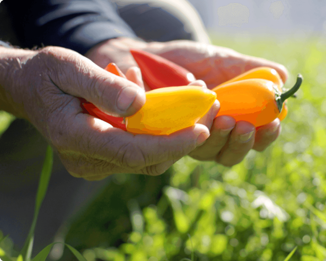 Taze ürünlerle mutlu müşteri